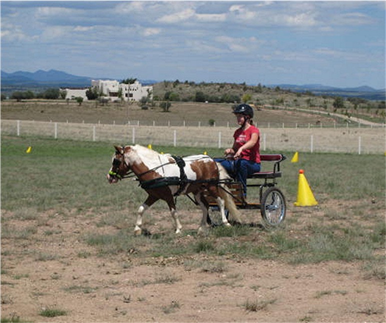 miniature horses for sale in arizona, minis for sale in az, mini ponies